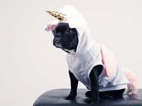 Unicorn | Единорог