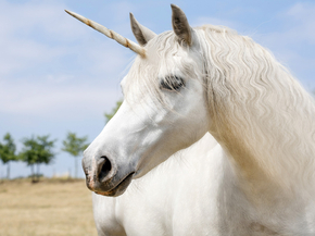 Unicorn | Единорог