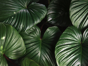 Botany | Ботаника Botany | Ботаника
