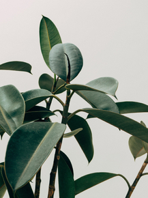 Botany | Ботаника Botany | Ботаника