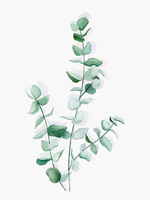 Botany | Ботаника