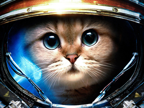 Cat Space | Кот в космосе