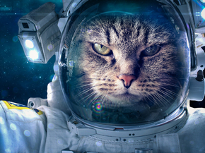 Cat Space | Кот в космосе