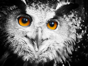 Eyes | Глаза | Сова