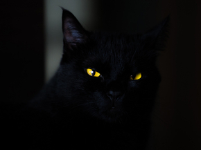 Eyes | Глаза | Кот
