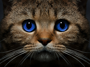 Eyes | Глаза | Кот