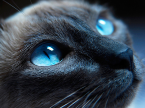 Eyes | Глаза | Кот