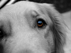 Eyes | Глаза | Собака