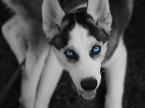 Eyes | Глаза | Собака