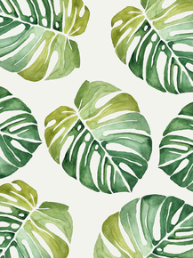 Monstera | Монстера