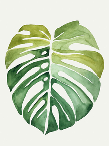 Monstera | Монстера