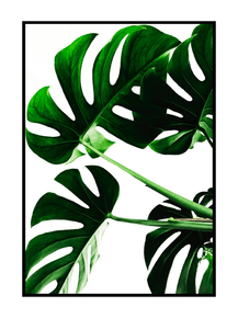 Monstera | Монстера