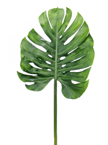 Monstera | Монстера