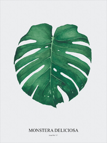 Monstera | Монстера
