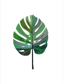Monstera | Монстера