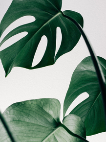 Monstera | Монстера