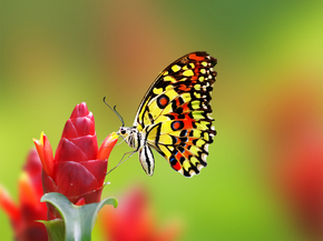 Butterfly | Бабочка