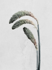 Botany (Коллекция постеров) | Ботаника