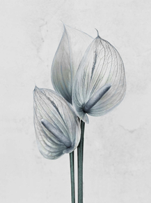 Botany (Коллекция постеров) | Ботаника