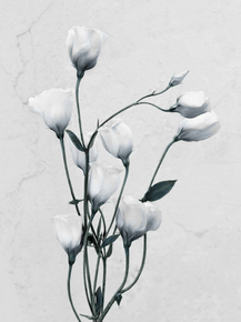 Botany (Коллекция постеров) | Ботаника