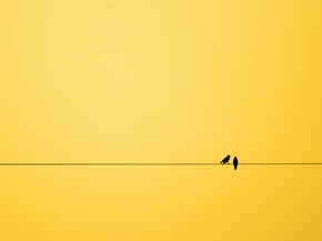 Birds | Птицы