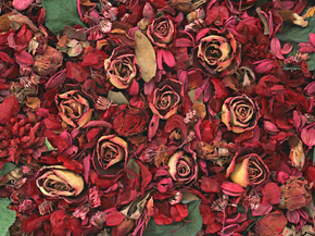 Floristic | Флористика