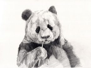 Panda | Панда