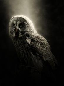 Owl | Сова
