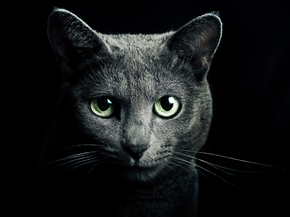 Cat Black | Черный кот