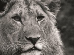 Lion | Лев