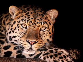 Leopard | Леопард