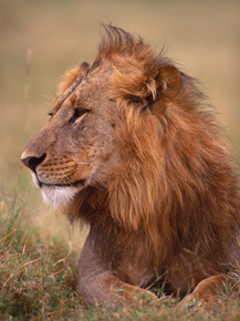 Lion | Лев