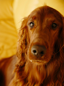 Dog | Собака
