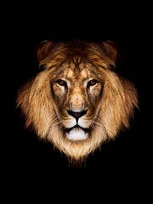 Lion | Лев
