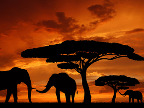 Africa | Африка