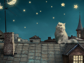 Cat: Night | Ночной Кот