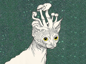 Cat: Mushrooms Art | Кот: Грибы Арт