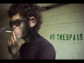 Monkey: No Trespass | Обезьяна: Не Виновен