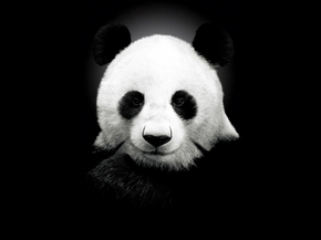 Panda | Панда