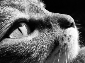 Cat | Кот