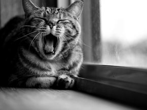 Cat | Кот