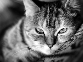 Cat | Кот