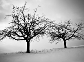 Tree | Дерево