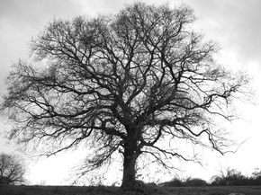 Tree | Дерево