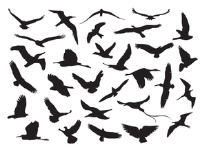 Minimal: birds | Птицы