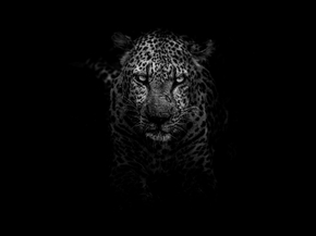 Leopard | Леопард