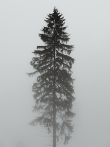 Tree | Дерево