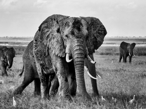 Elephant | Слон