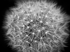 Dandelions | Одуванчики