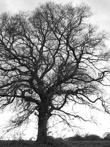 Tree | Дерево
